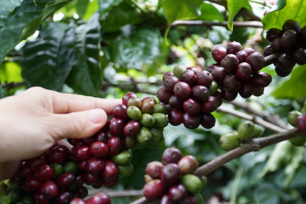 Nhu cầu tiêu thụ cà phê sẽ khó hồi phục trong năm tới?