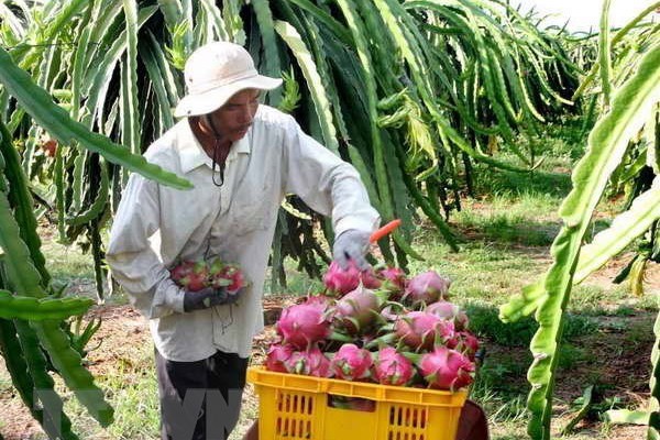 Tiền Giang: Thanh long trái vụ có giá cao gấp 3 lần