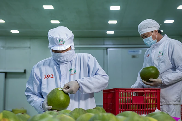 Xuất khẩu rau quả sang Trung Quốc kỳ vọng ‘bùng nổ’