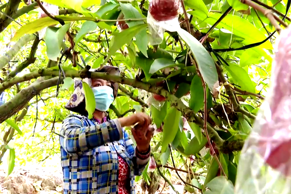 Trồng cây đặc sản "mau ăn, mắn đẻ", chị nông dân Tiền Giang tưởng liều hóa ra thu nhập lại khỏe re