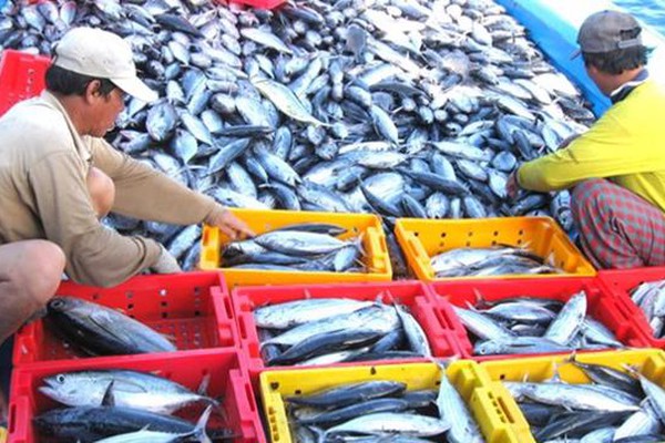 Mong manh cơ hội gỡ thẻ vàng cho thủy sản Việt Nam