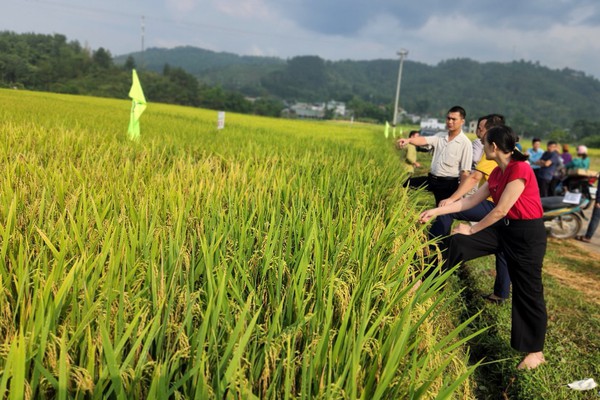 Hai giống lúa mới cho năng suất vượt trội trên cánh đồng Mường Than ở Lai Châu