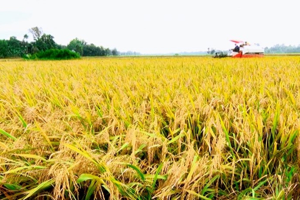 Thị trường gạo châu Á vắng vẻ do giá cao, trong nước giá lúa Thu Đông bật tăng trở lại