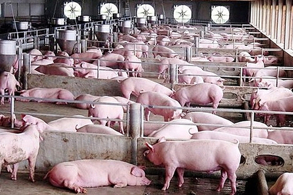 Giá lợn hơi trượt dốc dài, mốc giá 57.000 đồng/kg không còn, vì sao?