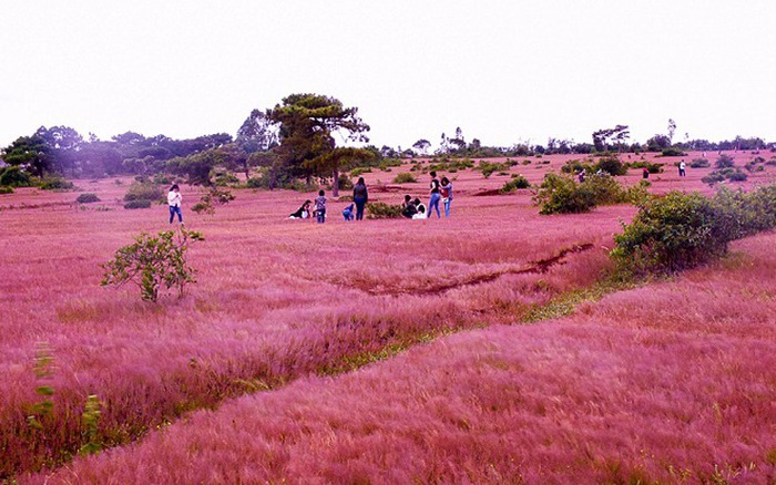 Rực rỡ đồi cỏ hồng ở Gia Lai đẹp như tranh vẽ hút khách đầu đông | Dân Việt