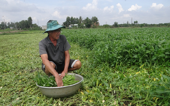 Để giống rau muống  Kinh nghiệm làm ăn  Báo ảnh Dân tộc và Miền núi