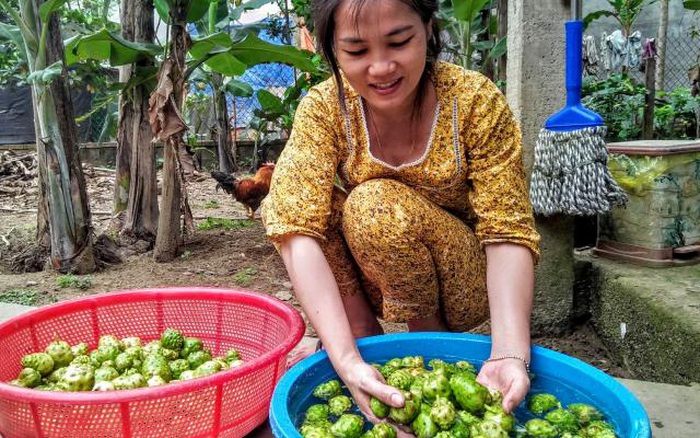 Khám phá 57 về mô hình trồng cây nhàu hay nhất  Tin học Đông Hòa