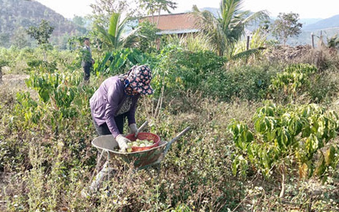 Bán giống Cây Nhàu giá rẻ  Phát triển tốt Tác dung và chăm sóc