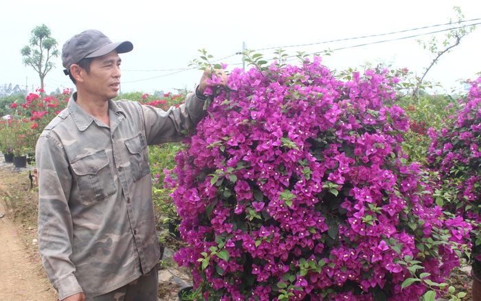 Những ngôi nhà hoa giấy phiên bản đời thực đẹp nức lòng người hâm mộ xem  xong muốn trồng ngay vài cây