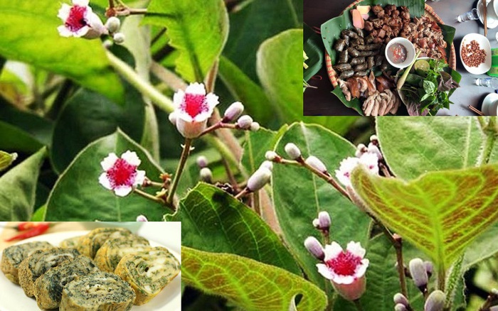Lá mơ lông có 21 công dụng tuyệt vời mà ít người biết
