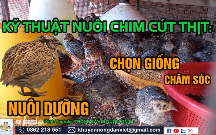 Kỹ thuật nuôi chim cút lấy trứng - VnExpress