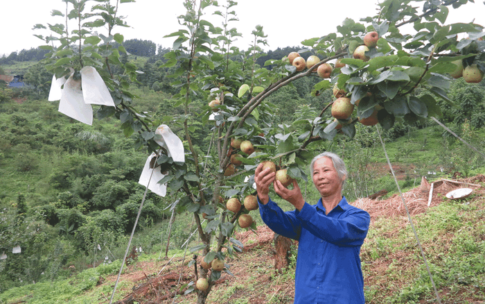 Tân Trụ Hiệu quả mô hình trồng dừa xen canh cây trồng khác  Đài Phát  thanh và Truyền hình Long An