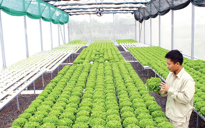 Top 4 mô hình trồng rau hữu cơ ở Việt Nam hiệu quả cho năng suất cao