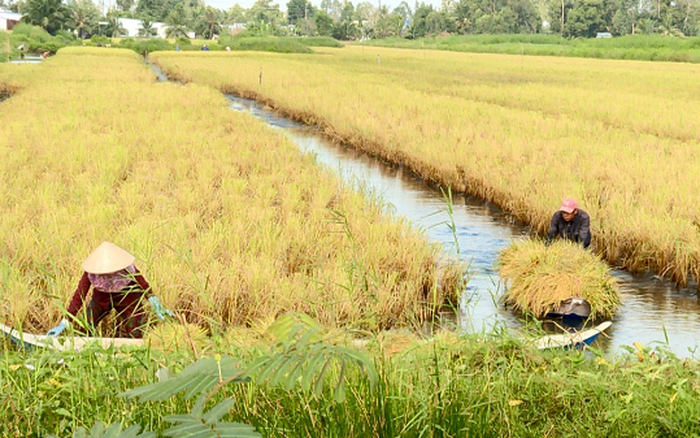 Trà Vinh Khuyến khích nông dân nhân rộng mô hình nuôi tôm dưới tán rừng   Tạp chí Người Nuôi Tôm