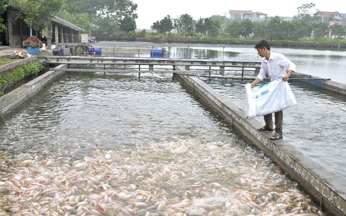 Lưu ý nuôi cá sông trong ao  Tạp chí Thủy sản Việt Nam