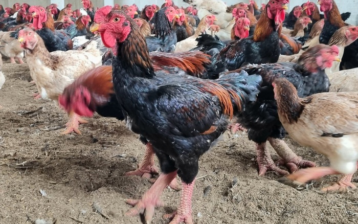 Kỹ thuật nuôi gà Đông Tảo hiệu quả cao  Niên Giám Nông Nghiệp