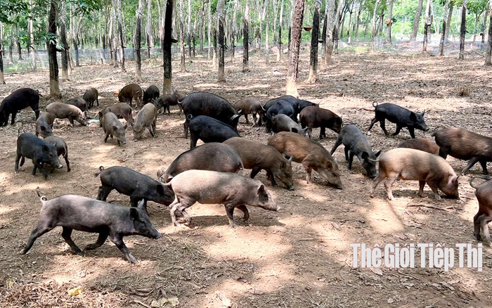 Mô hình nuôi lợn rừng giúp người DTTS thoát nghèo bền vững  Báo Dân tộc và  Phát triển