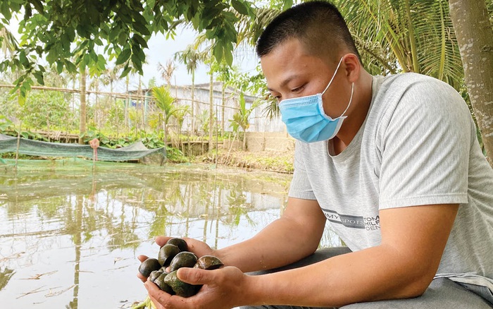 Những điều thú vị về mô hình nuôi ốc bươu vàng