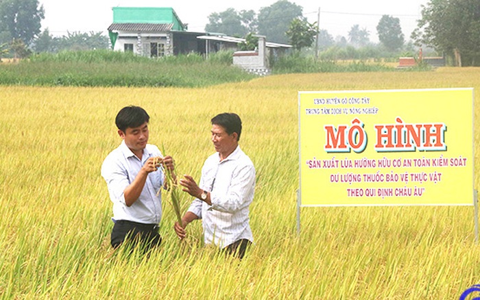 Tôm sạch lúa sạch từ mô hình nuôi tôm xen lúa