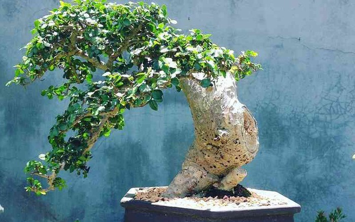 Cây cảnh duối bonsai \'nâng tầm đẳng cấp\' có tiền chưa chắc đã mua được