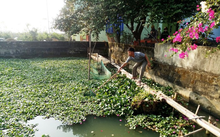 Hiệu quả mô hình nuôi ốc nhồi ở Tân Bình  Trang thông tin điện tử Huyện  Như Xuân  tỉnh Thanh Hóa