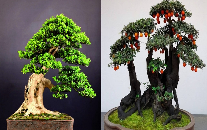 3 cây cảnh bonsai quý tộc, khí chất phi thường, giá trị cao, mang ...