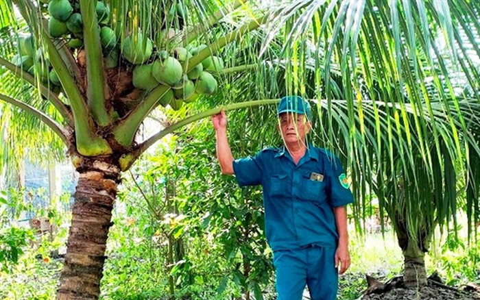 Kỹ thuật trồng dừa xiêm lùn hiệu quả  Farmvina Nông Nghiệp