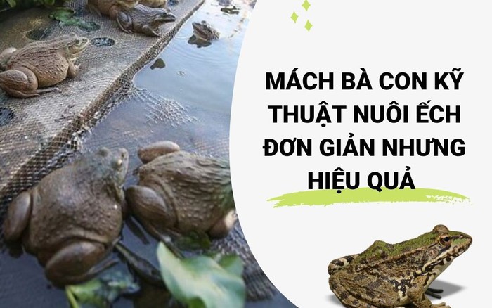 Chi tiết hơn 71 về mô hình nuôi cóc hay nhất  Tin học Đông Hòa