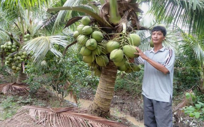 HIEP HOI DUA BEN TREMô hình trồng xen trong vườn dừa