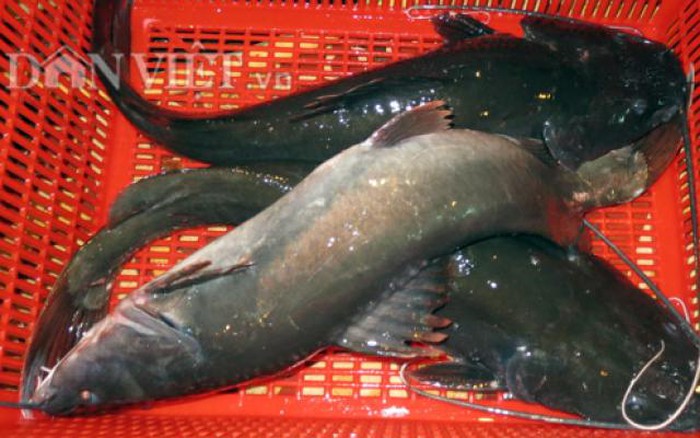 Các món ngon từ cá lăng đen càng ngày càng trở nên phổ biến và được yêu thích tại Việt Nam. Cá lăng đen có hương vị tươi ngon, thịt giòn tan và giàu chất dinh dưỡng. Hãy cùng thưởng thức những món ăn ngon từ cá lăng đen để tận hưởng trọn vẹn hương vị đặc biệt của món ăn này.