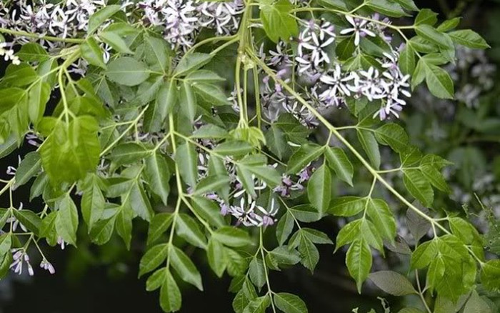 Mường Lát Thanh Hóa Vỡ mộng cây thoát nghèo Báo Dân tộc và Phát triển #24 Mường Lát Thanh Hóa Vỡ mộng cây thoát nghèo Báo Dân tộc và Phát triển