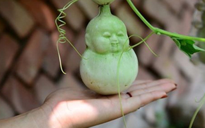 Trái bầu - quả lê - Phật Bà Quan Âm - Di Lặc: \