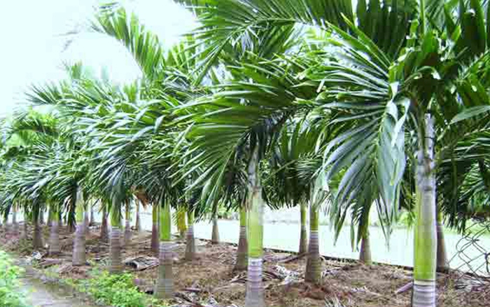 Làm giàu từ mô hình trồng cau lấy quả  Báo Dân tộc và Phát triển