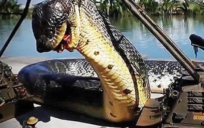Sự thật về "rắn siêu khổng lồ ăn thịt người" từng gây xôn xao cõi mạng