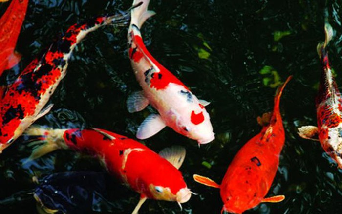 cá koi đỏ
