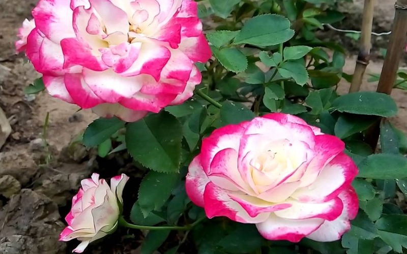 Hàng ngàn giống hoa hồng ngoại tạo đẳng cấp "thủ phủ" hoa Sa Đéc