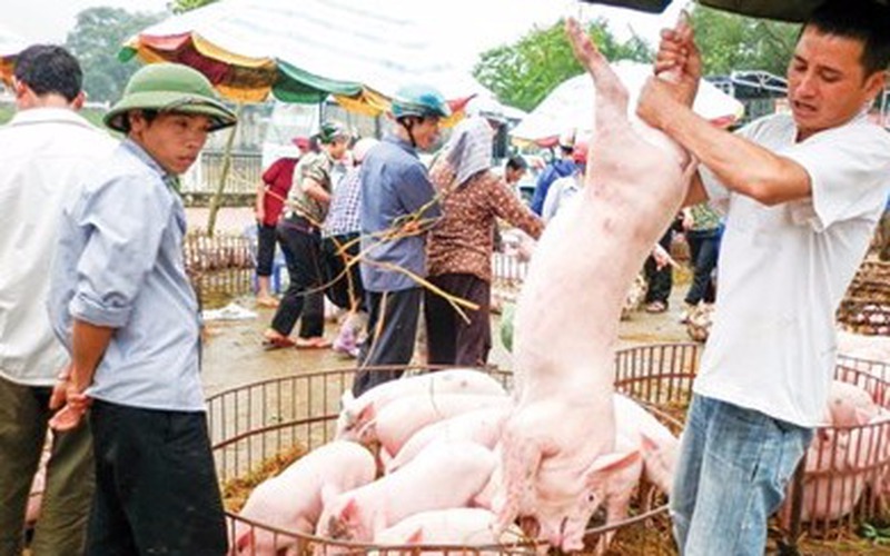Giá lợn giảm sốc không thể chỉ trông đợi thị trường Trung Quốc 