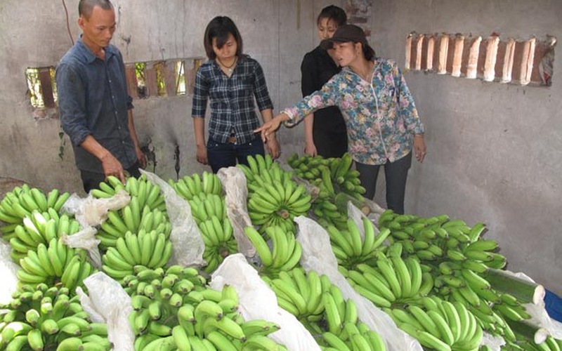 Chuối tiêu hồng Khoái Châu, doanh nghiệp cần mua, nông dân thiếu vốn