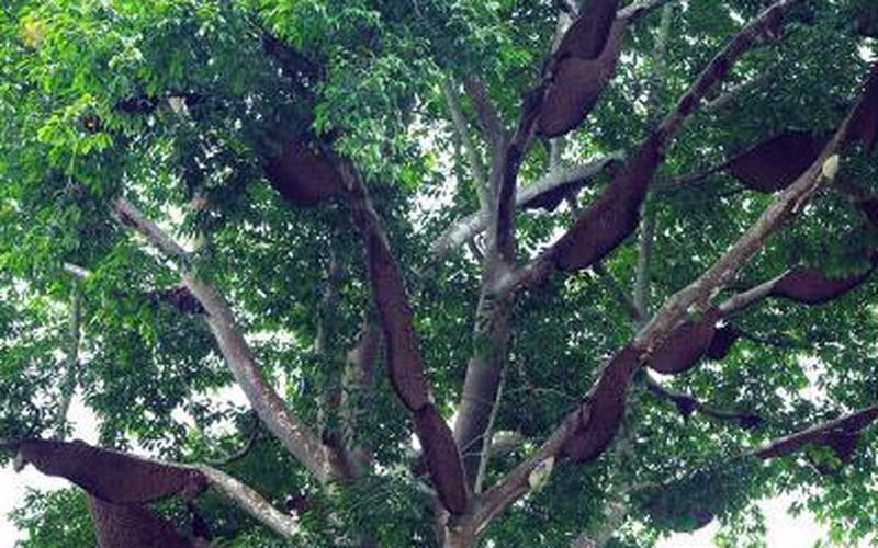Chuyện cây "thần" hiếm gặp và luật tục của người Thái ở Điện Biên