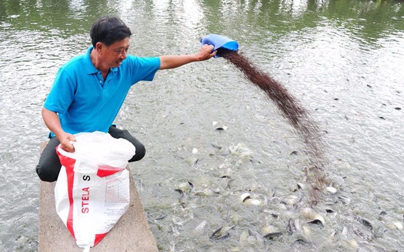 Kinh nghiệm nuôi cá ghép tầng giúp nông dân lợi nhuận tiền tỉ