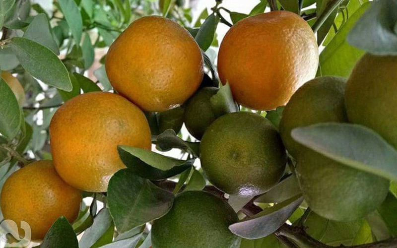 Kinh nghiệm làm vườn, trồng cây trái xum xuê như trang trại trên sân thượng của mẹ đảm ở Biên Hòa