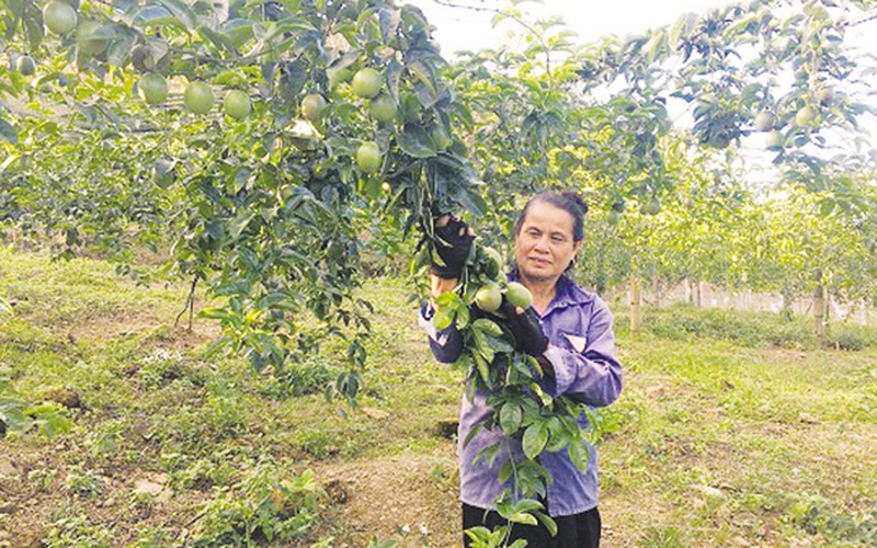 Trồng “ngọc xanh” trên cao nguyên, nông dân “hái” tiền đều tay