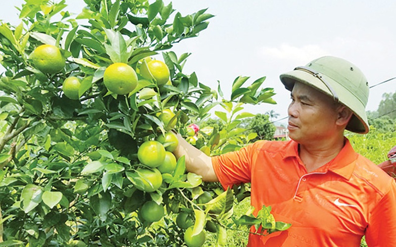 Chàng 7X xứ Lạng hé lộ bí quyết trồng cam "có một không hai"