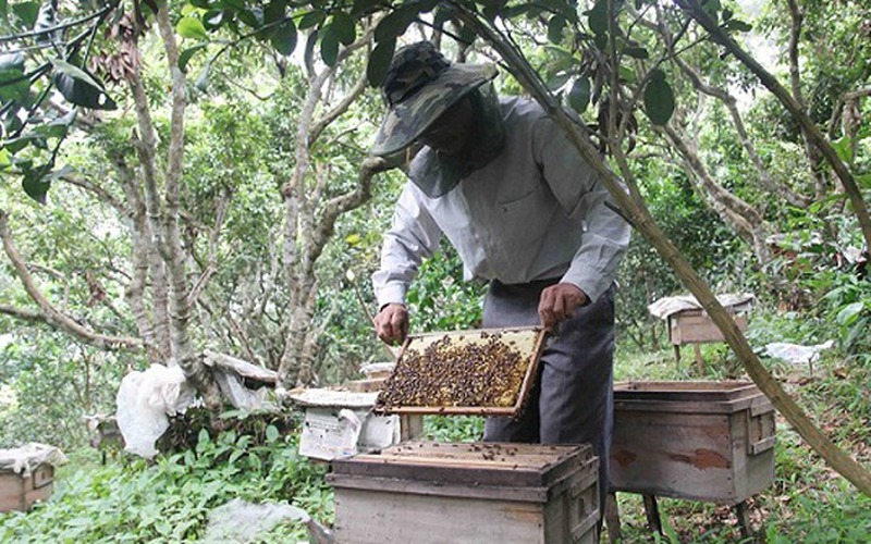 Thu mật ong mùa nghịch, dân Vân Thủy kiếm bộn tiền