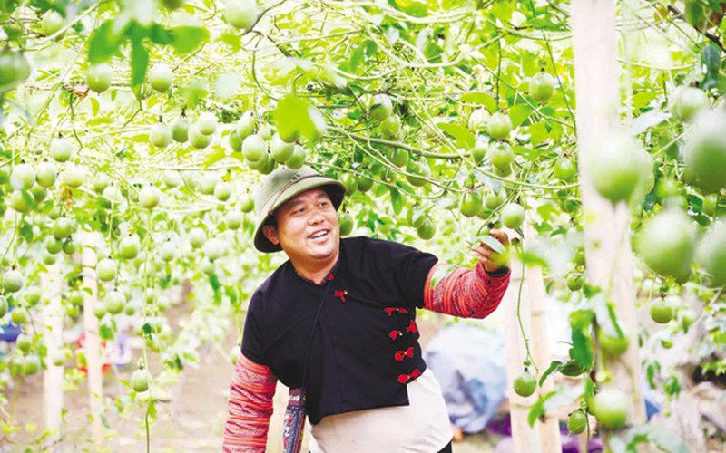Lo đầu ra để chanh leo vươn lên trên vùng đồi Tây Bắc