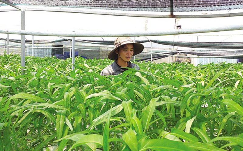 9X xứ Quảng xuất ngoại sang Thái học trồng rau sạch