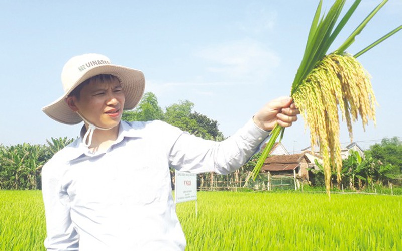 Nông dân xứ Quảng đại thắng với giống lúa VNR20