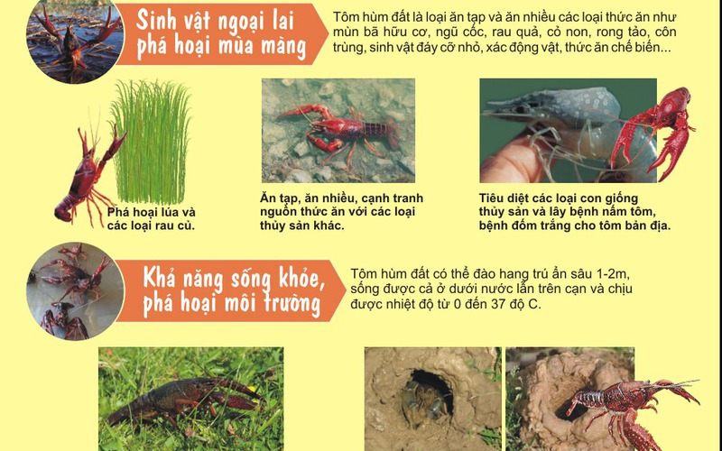 Những nguy hại của loài tôm hùm đất với môi trường