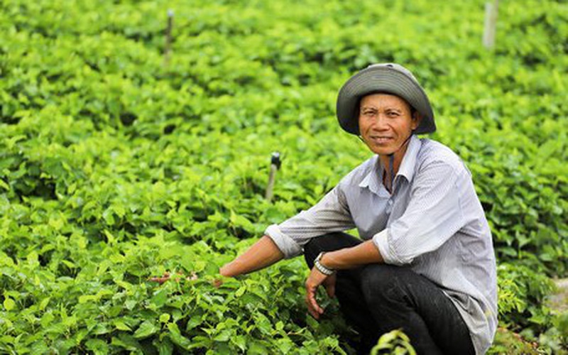 Vĩnh Long Trồng rau diếp cá kiểu gì mà ông nông dân này có nhà cửa khang trang còn mua cả vàng #17 Vĩnh Long Trồng rau diếp cá kiểu gì mà ông nông dân này có nhà cửa khang trang còn mua cả vàng