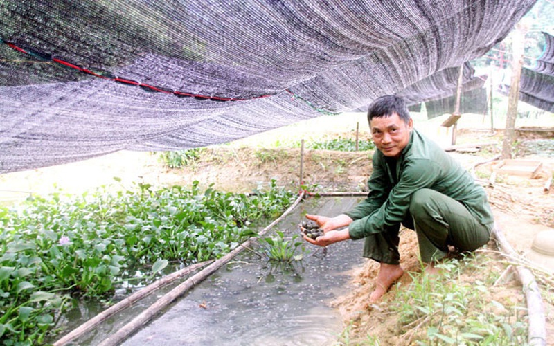 Thái Nguyên: Một ông nông dân trúng lớn khi liều đào ao thả nuôi loài ốc đặc sản bò lừ đừ chỉ ăn bèo, cỏ
